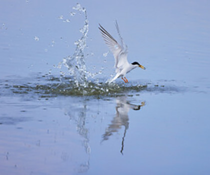 伊那鳥泉(いなとりいずみ)霊能者